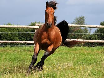 Horse bolting_crop